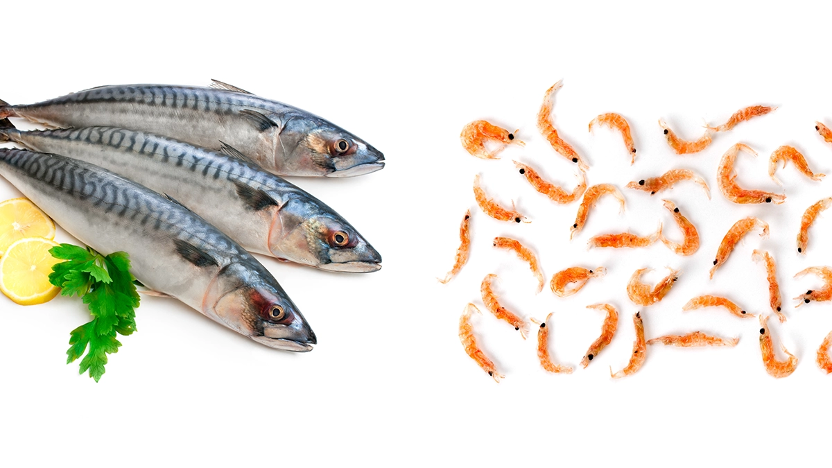 Krillöl vs. Fischöl: Was ist besser für Ihre Gesundheit?