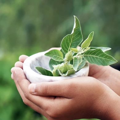 Ashwagandha Wurzeln, bekannt für ihre heilenden Eigenschaften und traditionelle Anwendung.