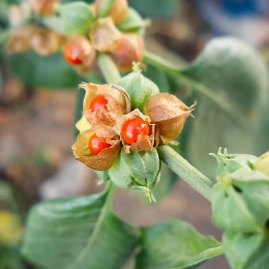  Ashwagandha , Ein vielseitiges Kraut für mehr Gesundheit und Balance