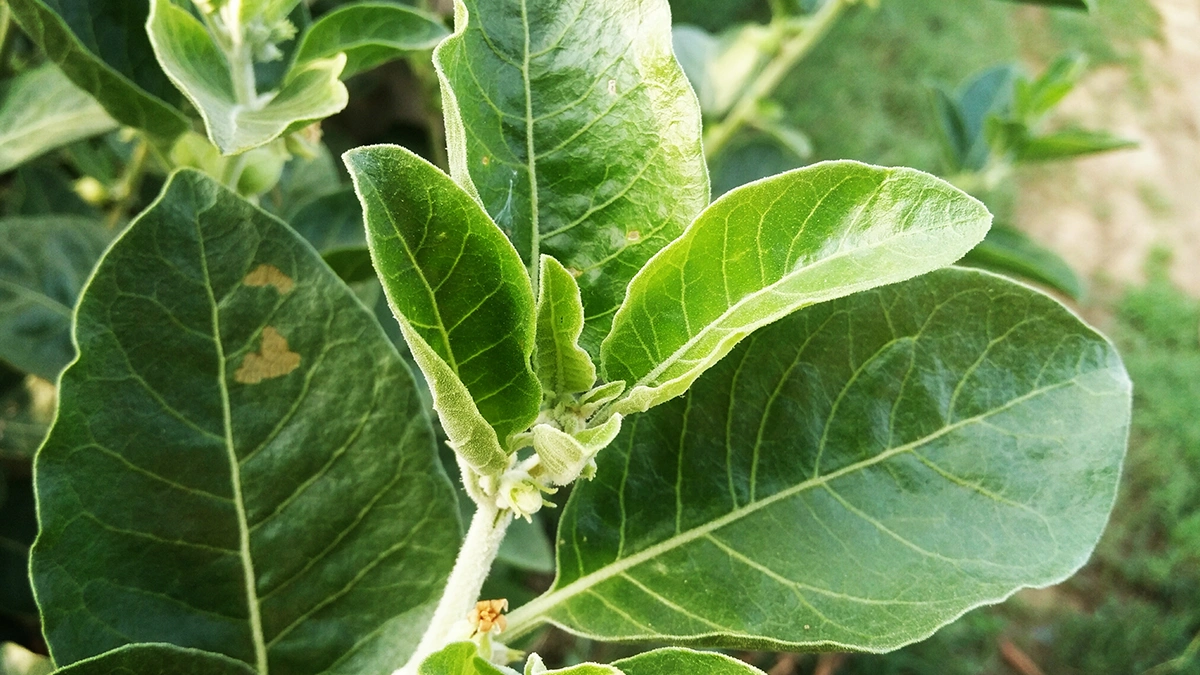 Ashwagandha, ein ayurvedisches Rasayana-Kraut, bekannt für seine adaptogenen und verjüngenden Eigenschaften.