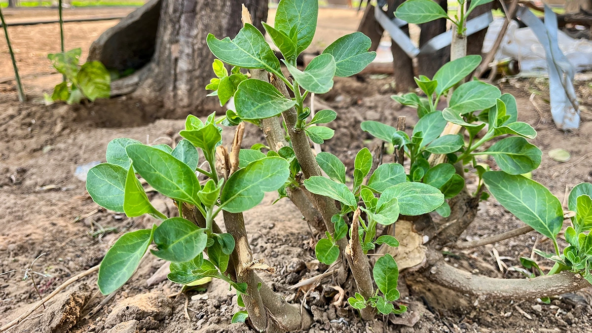 Ashwagandha, ein traditionelles Kraut aus der ayurvedischen Medizin.