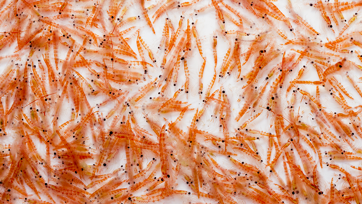 Antarctic Krill nach dem Fang